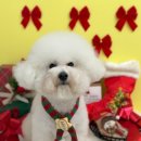 댕댕마을 | 부산 명지 애견미용 위생미용+스파 받고 온 솔직 후기 (주차/가격)ㅣ지나댕댕