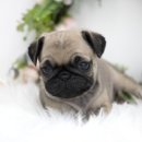 필상농장 이미지