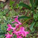 제주머무리 이미지