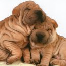 이리산소 이미지