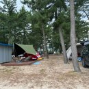 솔밭사이로 | 여름 바다 캠핑장 추천: 양양 북분솔밭캠핑장 내돈내산 후기(C4) (사이트 추천/예약방법)