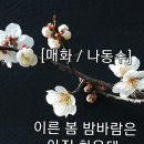 매화 이미지