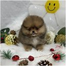 고려애견 이미지