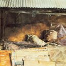 수채화(고) 이미지