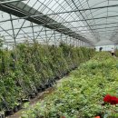 장미농장 이미지