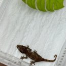 송파 파충류 샵 파파고 방문 후기/처음이라면 꼭 들러봐야 하는 곳!