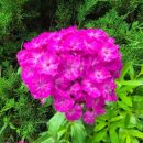 한반도행정사사무소 이미지