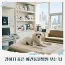 참좋은동물병원 | 가디일기ㅣ노견 가디의 '좋은 동물병원' 고르기 고군분투 후기