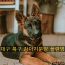 플랜멍 강아지분양&미용 대구 북구점 | 대구북구 강아지분양 플랜멍