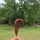 더하우스5985 이미지