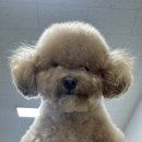 안산에이스 애견미용학원 네이버블로그