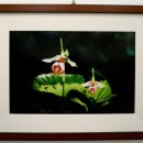 들꽃사랑 이미지