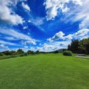 사이프러스 이미지