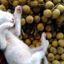 평화과일 이미지