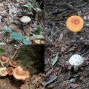 청계산 이수봉(26. 8. 1) &amp; 청계사 이미지