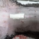 리더스동물병원 이미지