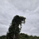 코리아둘레길78차 남파랑길61-2코스 남파랑길62코스 남파랑길63-1코스 순천 보성구간 이미지