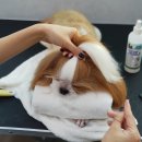 도그살롱바른핏 이미지