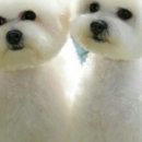B&B(바비브라운 비숑프리제) 네이버블로그