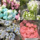 고터 꽃시장 여름 방문 후기🌸 남대문 꽃시장 비교, 꽃 가격·가는 법