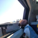 멍멍이와 야옹이 이미지