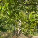 크림슨