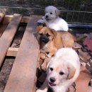 동물농장 이미지