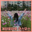 인천 계양꽃마루 만발한 코스모스 및 댑싸리 구경 후기(주차정보 포함)