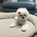 혜원켄넬 이미지