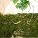 산삼정 이미지
