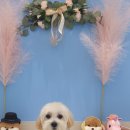 해피독쌤 이미지