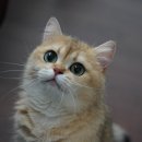 애월캐터리 이미지