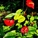 실내 공기정화식물로 알려진 안스리움(anthurium) 이미지