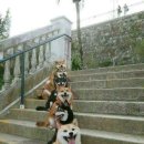 다단