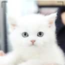 대구고양이분양 도로시펫 | 대구먼치킨분양 전문 브리더가 관리하는 대구고양이분양 도로시펫