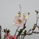 명자나무 Daum카페