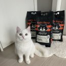 내돈내산 미야옹철 벤토+카사바 모래 펠리스샌드 마스터 후기