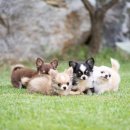 윈터펠 치와와 이미지