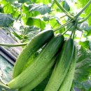 다맛정식 이미지