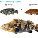 동남아 교잡종 대왕범바리와 국내 교잡종 대왕자바리 이미지
