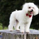 송현동 강아지 이미지