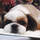 신정애견 이미지