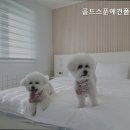 골드스푼애견풀빌라 이미지