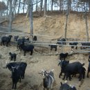 지암흑염소목장 이미지