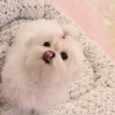 우아한강아지 이미지