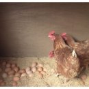 행복한신선농장 이미지