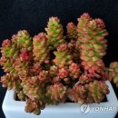 다육씨