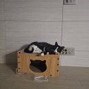 두리이비인후과의원 망포점 | 7월 2/3주 곡반정동 이비인후과 아주 짜증, 샐러디 첫 시식, 차 수리중, 7시 출근, 파리바게트 빙수...