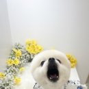 하리몽 이미지