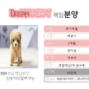 [분양완료] Toy poodle『토이푸들 애프리칼라』" 태봉이 " 이미지